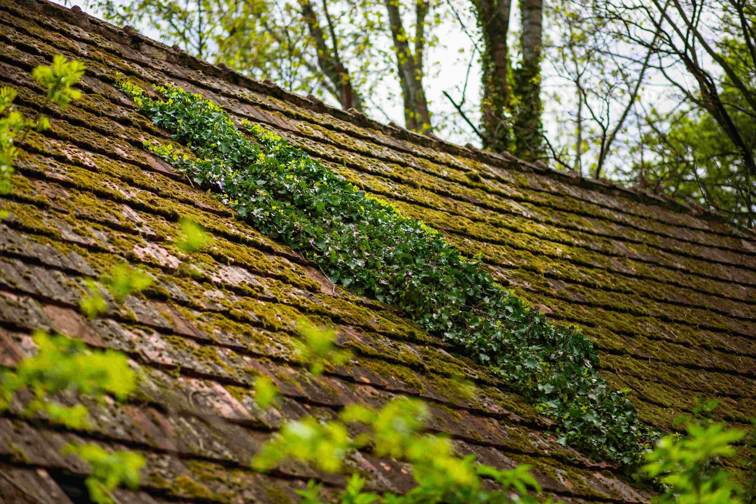 low-angle-shot-of-weeds-and-ivy-growing-on-a-house-2023-11-27-05-10-22-utc (1)