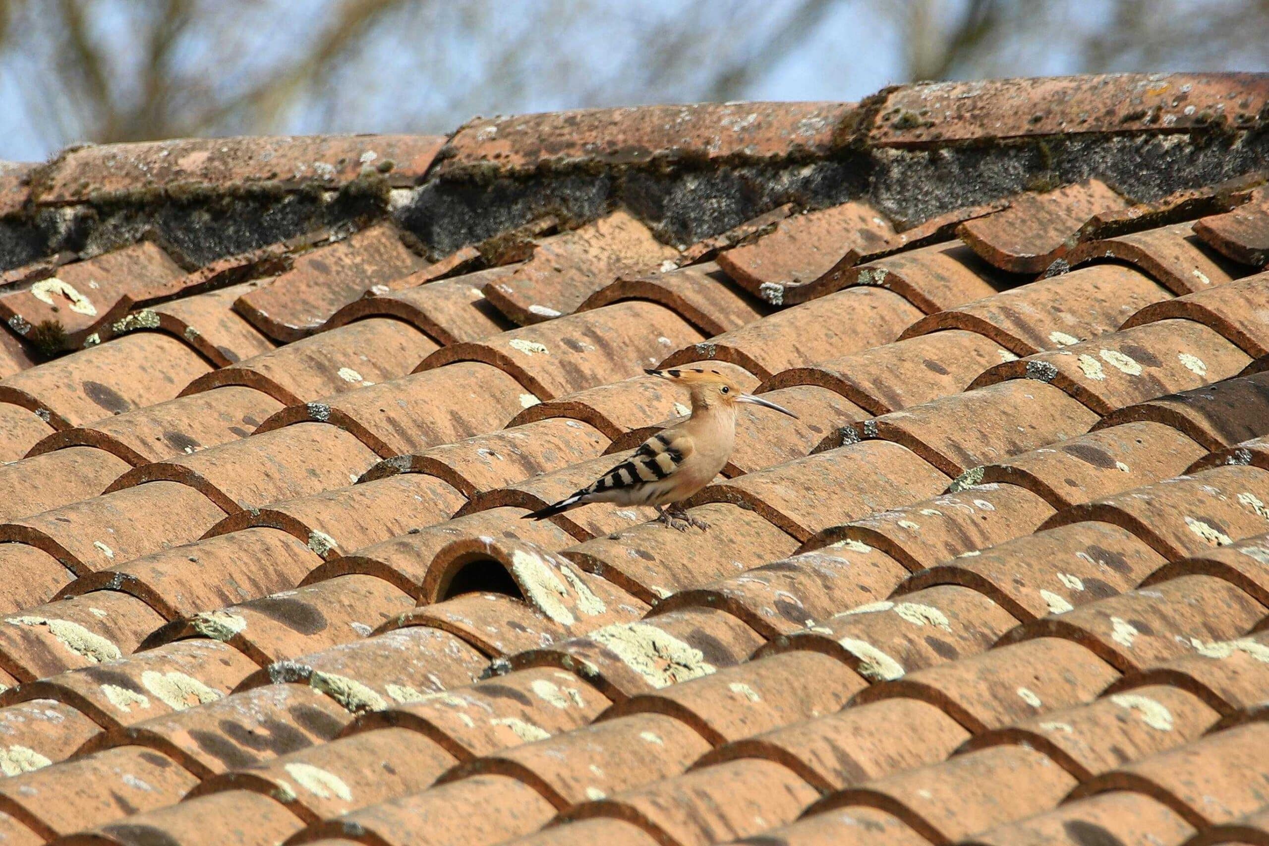 Weather Damage on Shingle Roofs