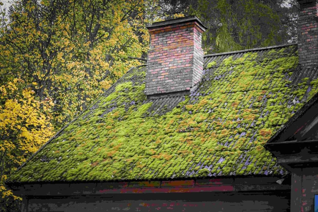 algae and moss on roof